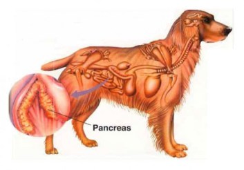 Bukspottskörteln vad brist på enzymer ställer med Min hund vill ha riktig mat – LÄS & LYSSNA