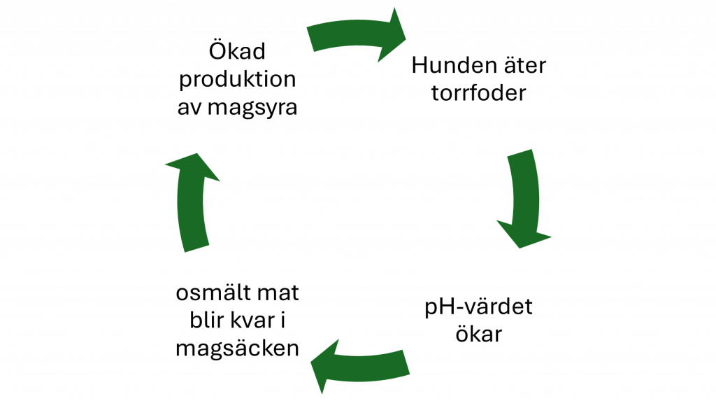 Illustration av ond cirkel; magsyra-torrfoder-phvärde